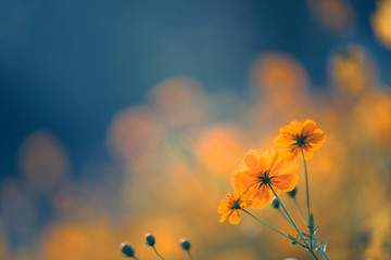 怎么制作苔藓微景观